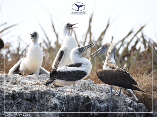Birdwatching tours to Marietas Islands from Puerto Vallarta - blue-footed boobies