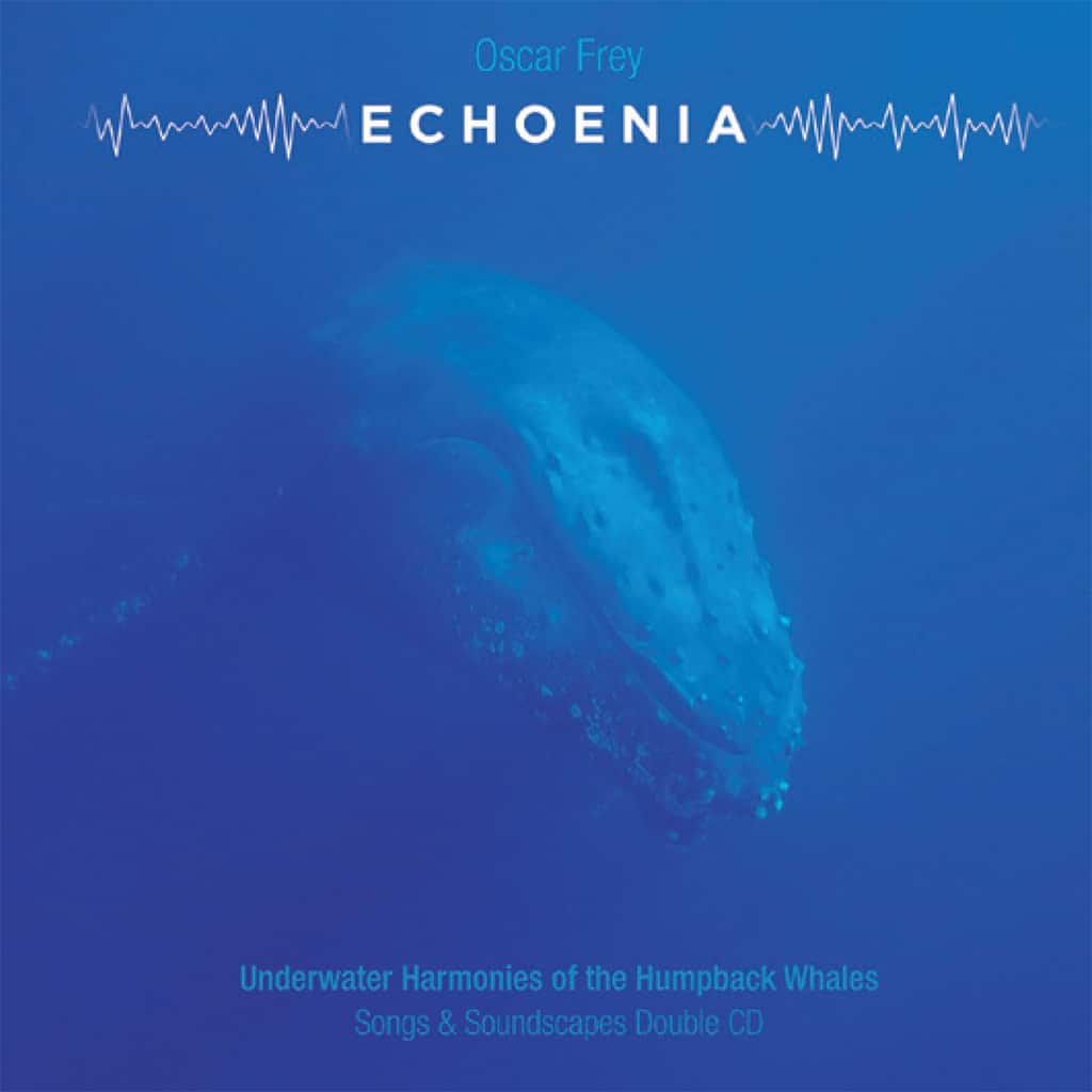 This image shows a whale underwater